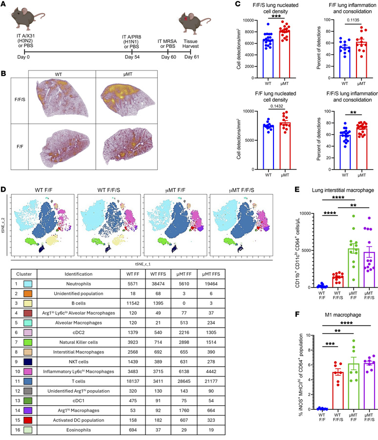 Loss of B cells increases lung populations of T cells and inflammatory m...