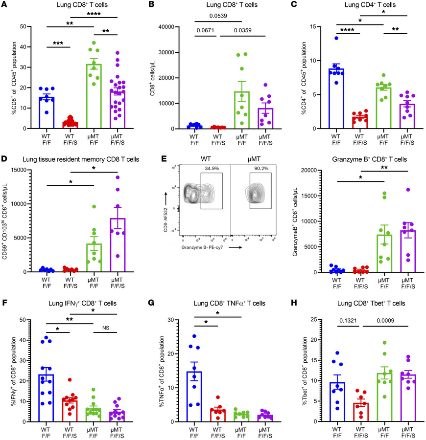 Loss of B cells alters CD8+ T cell number and phenotype during memory su...