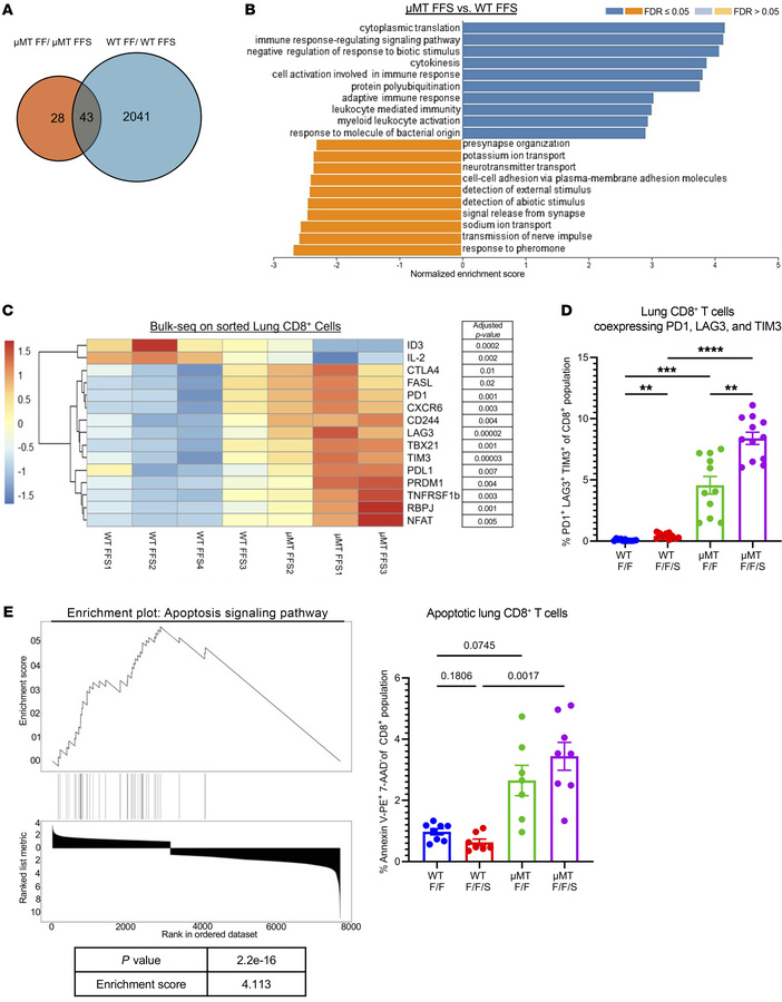 Loss of B cells alters the transcriptional state of lung CD8+ T cells du...