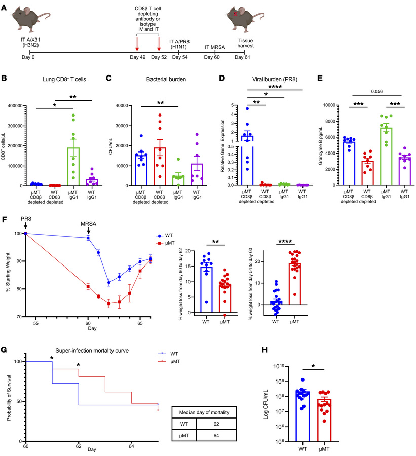 CD8+ T cells induced by B cell deficiency promote bacterial control duri...