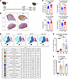Loss of B cells increases lung populations of T cells and inflammatory macr