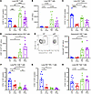 Loss of B cells alters CD8+ T cell number and phenotype during memory super