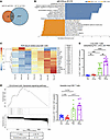 Loss of B cells alters the transcriptional state of lung CD8+ T cells durin
