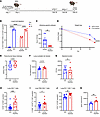 Temporal B cell depletion during primary influenza virus infection leads to