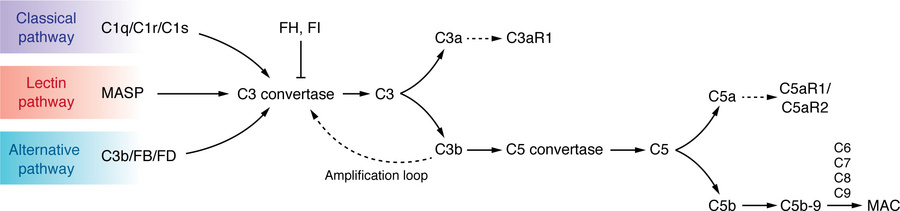 Overview of complement activation.
The three complement activation pathw...