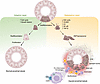 Cellular response of PTCs to injury.
