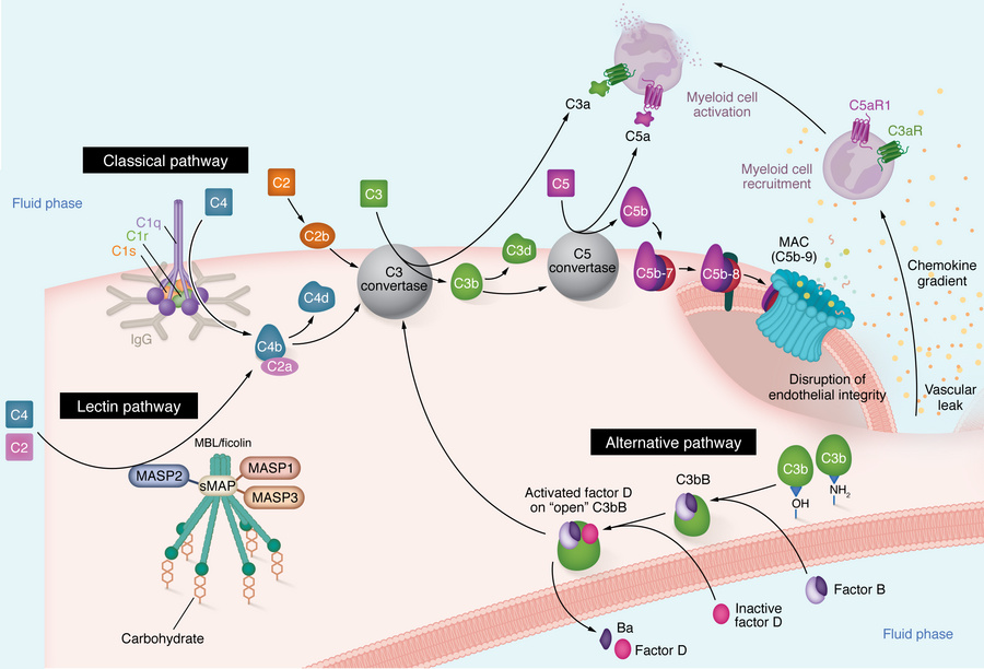 Canonical activation of the complement cascade.
The complement cascade c...