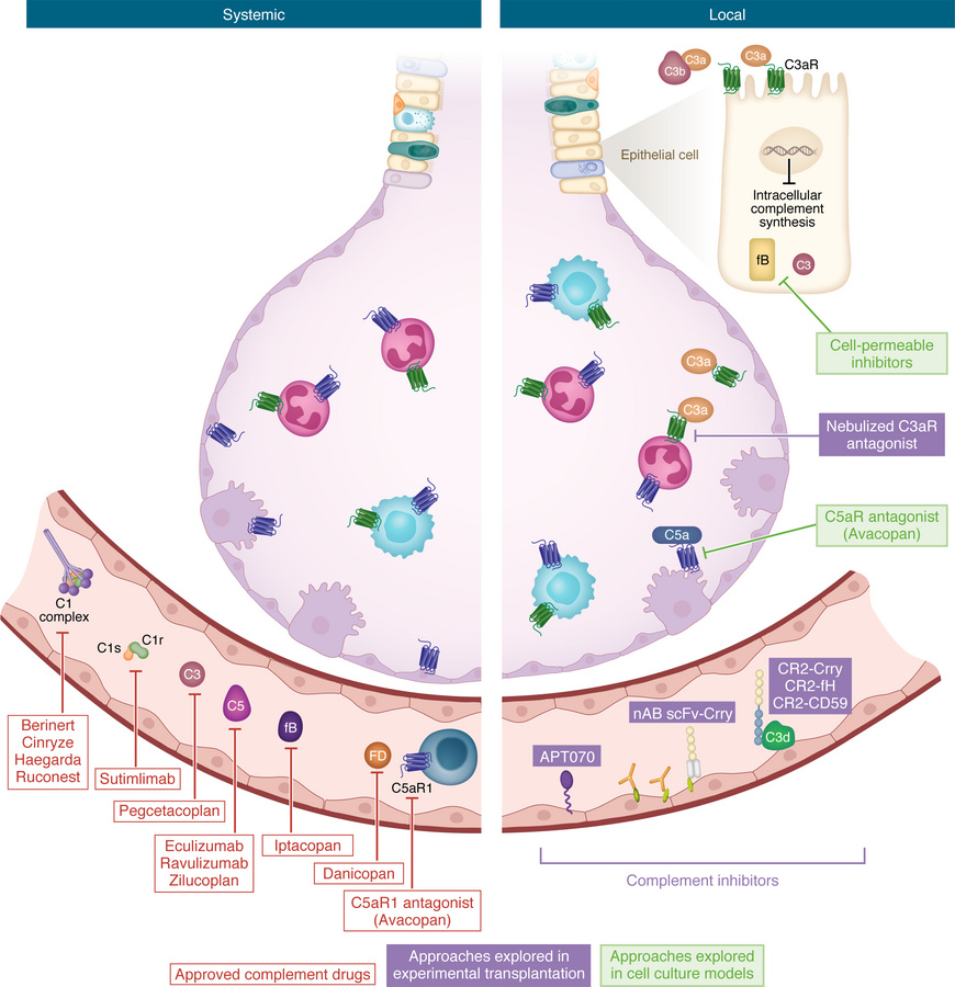 Therapies for systemic and local complement inhibition.
(Left) Currently...