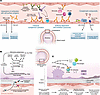Proposed scenarios and consequences of local complement activation in lung