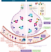 Therapies for systemic and local complement inhibition.