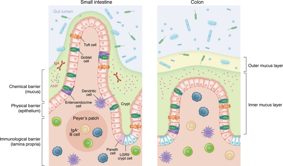 The composition of the intestinal barrier.
The intestinal mucus creates ...