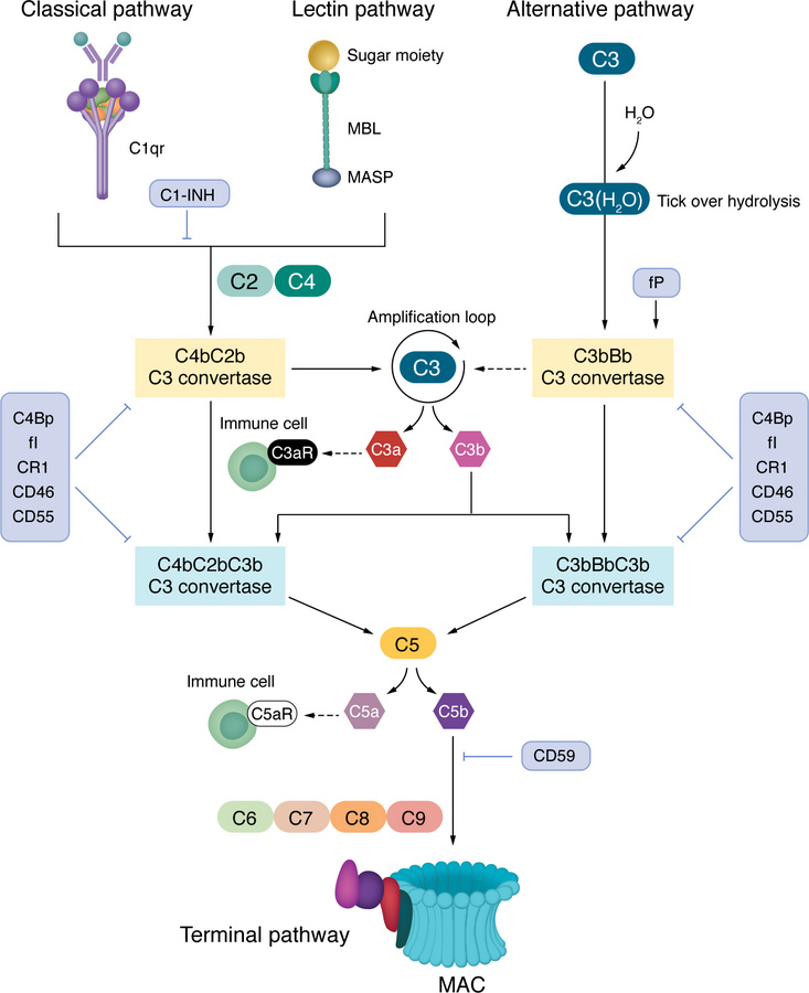 Complement activation and regulation.
Binding of C1q to IgG or IgM antib...