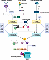 Complement activation and regulation.