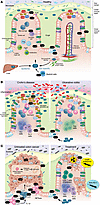 Complement in healthy colon, IBD, and colon cancer.