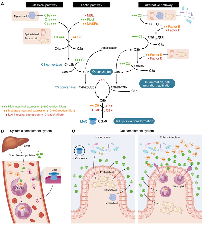 Unique adaptations of the intestinal complement system compared with the...