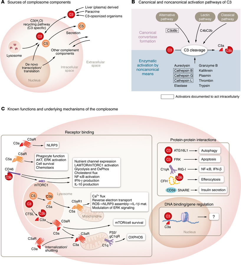 Schematic overview of complosome biology.
(A) Intracellular complement c...