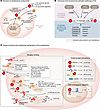Schematic overview of complosome biology.