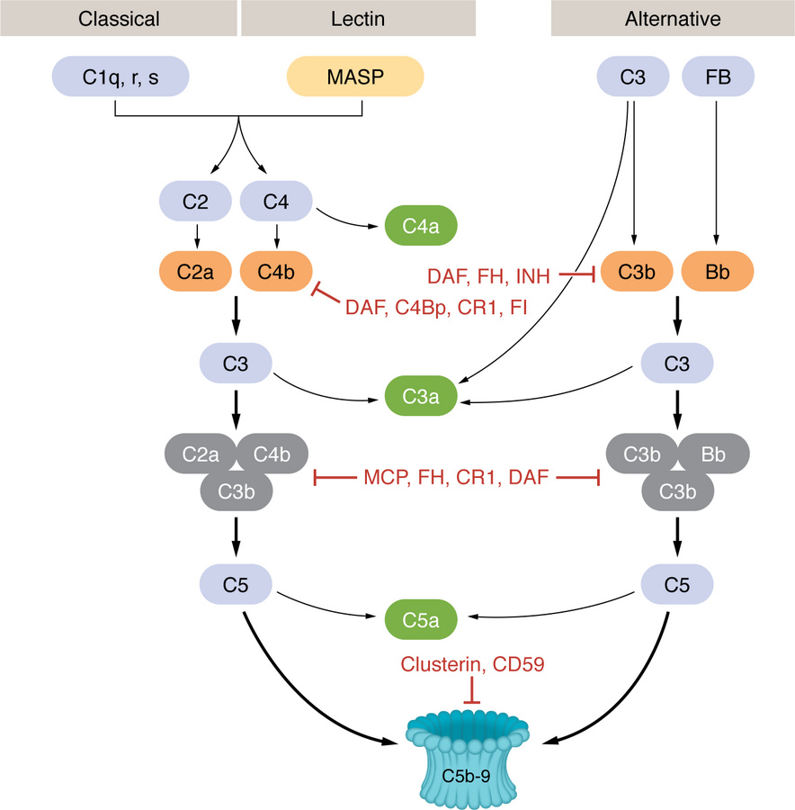The complement cascade.
The classical, lectin, and alternative pathways ...