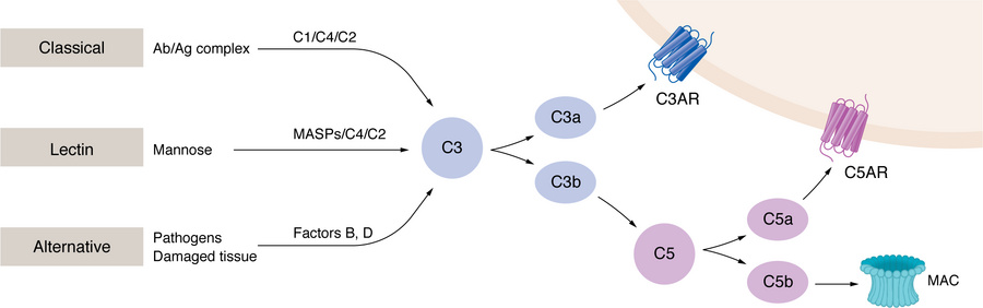 Pathways of the complement system.
A basic overview highlighting the com...