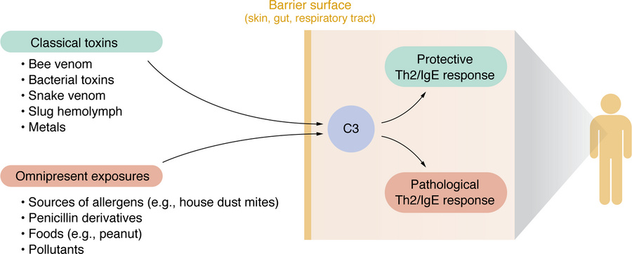 Context-dependent C3 function at barrier sites.
C3 functions as an envir...