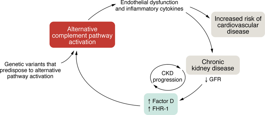 Conceptual model.
Systemic and vascular inflammation contribute to CKD o...