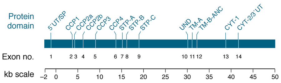 Genomic organization of CD46.
The alternatively spliced CD46 gene lies a...