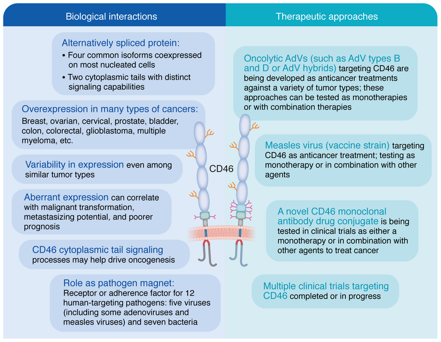 The multiverse of CD46 and oncologic interactions.
CD46 plays multifacet...
