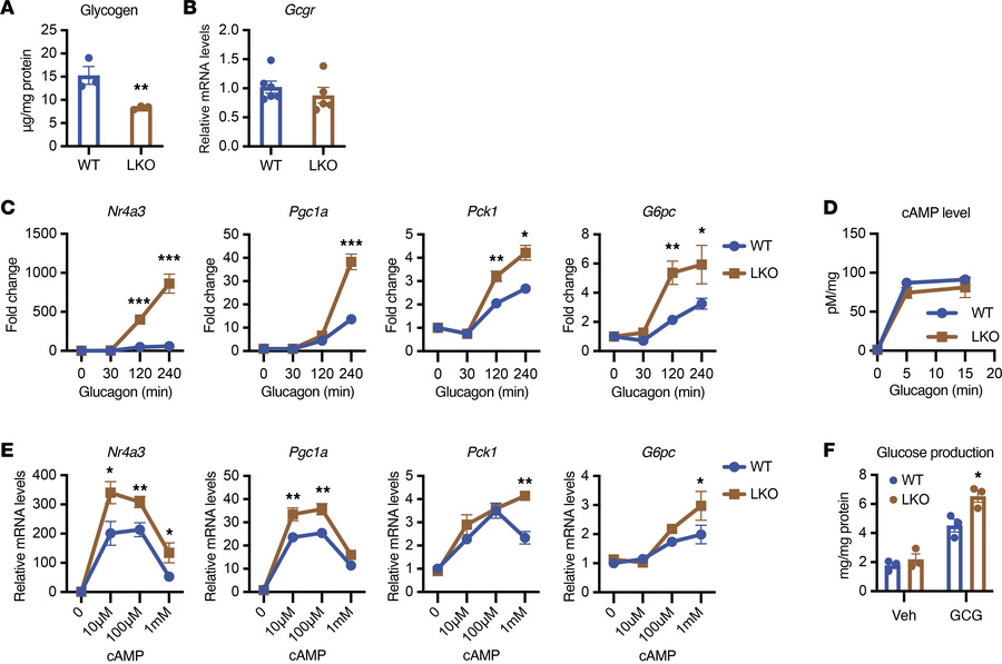 Depletion of hepatocellular glycogen induces gluconeogenic expression an...