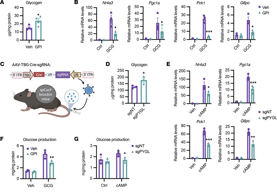 Hepatic glycogen levels regulate gluconeogenesis in a cell-autonomous fa...