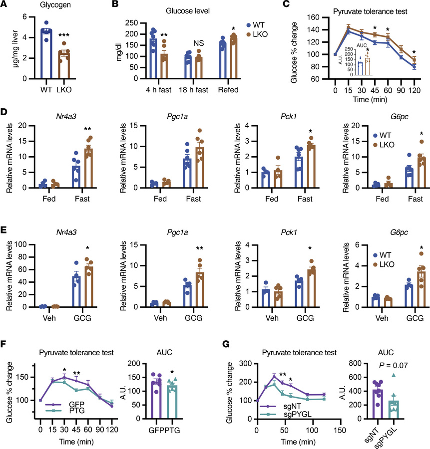 Glucose metabolism is regulated by glycogen levels in vivo.
(A) Glycogen...
