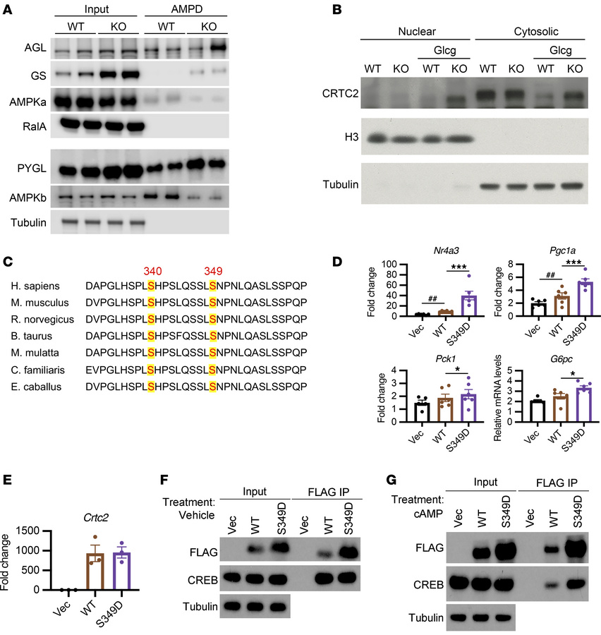 Phosphorylation of CRTC2 by AMPK promotes gluconeogenic gene expression....