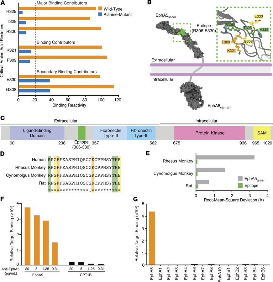 Identification and structural analysis of the binding epitope recognized...