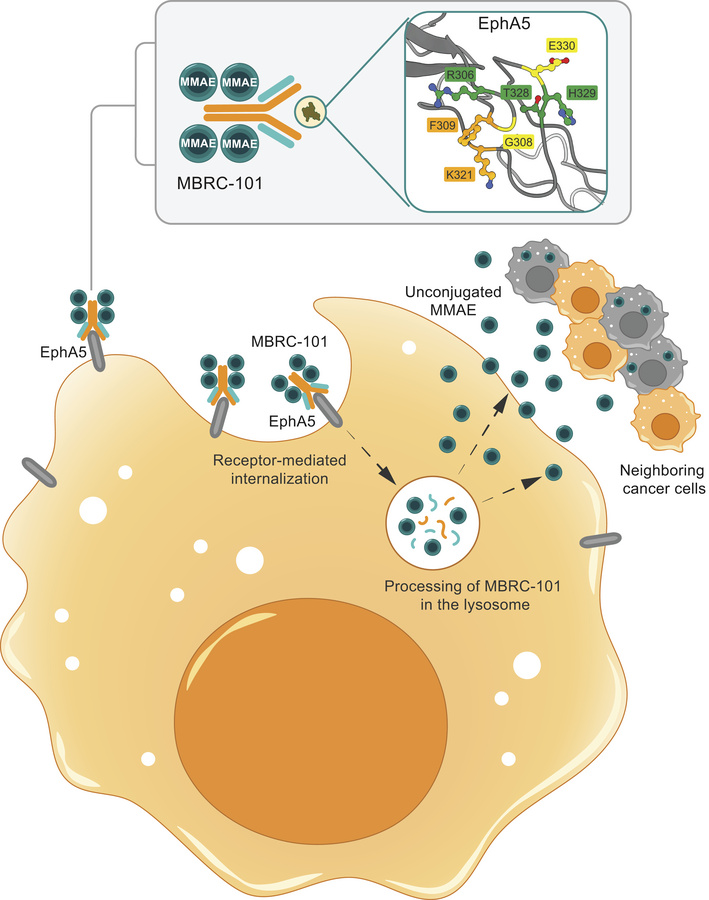 graphical abstract