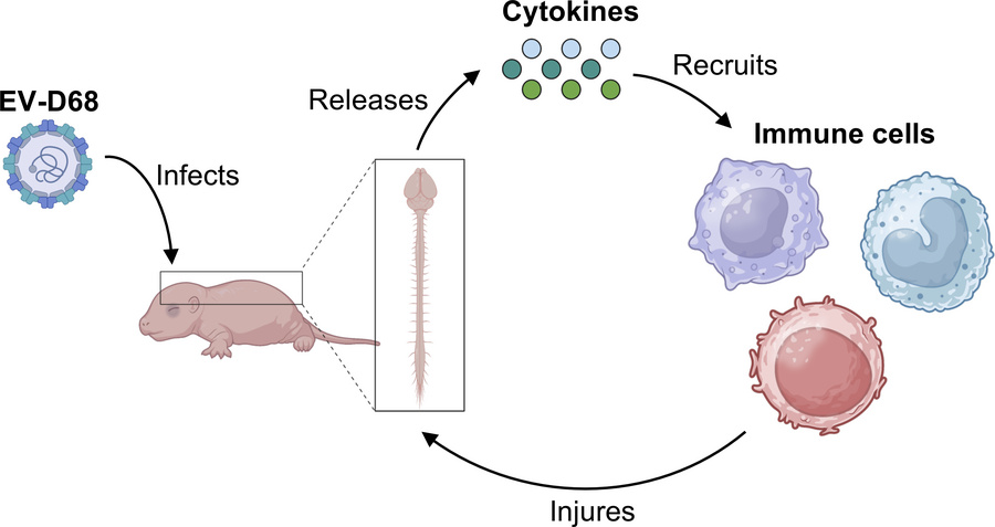graphical abstract