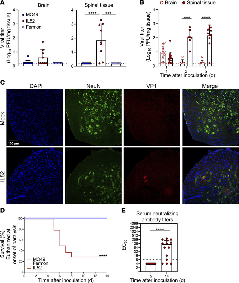 EV-D68 US/IL/14-18952 infects and causes paralysis in immunocompetent ne...