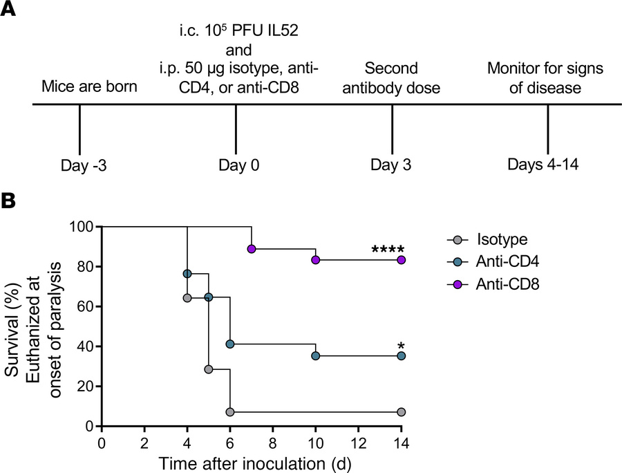 Antibody-mediated depletion of T cells protects mice from EV-D68–mediate...