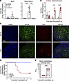 EV-D68 US/IL/14-18952 infects and causes paralysis in immunocompetent neona