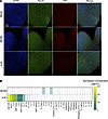 Neurovirulent EV-D68 efficiently infects hSCOs.