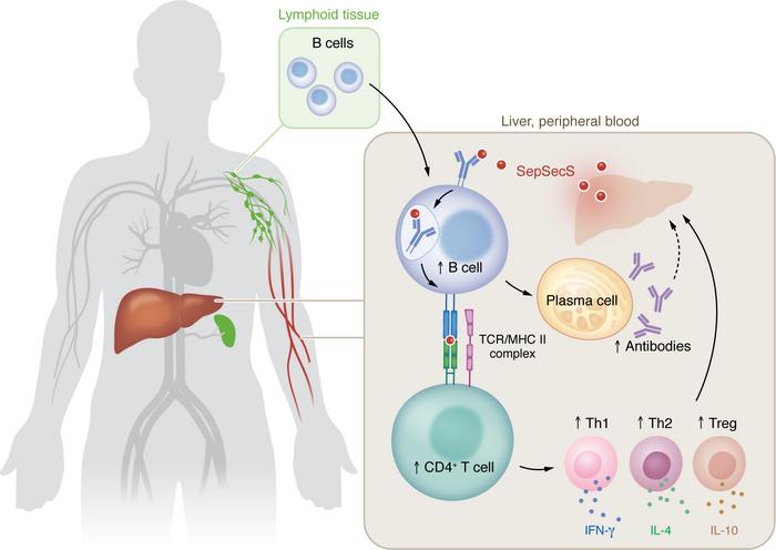 B cells orchestrate autoreactive CD4+ T cells in AIH.
SepSecS-specific B...