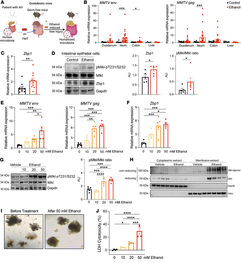 Ethanol activates Zbp1 and induces Mlkl-mediated necroptosis in intestin...