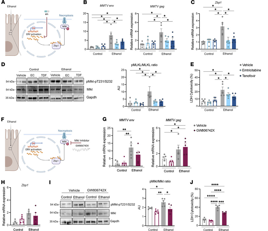 Ethanol-induced necroptosis is reduced by suppressing ERV expression or ...
