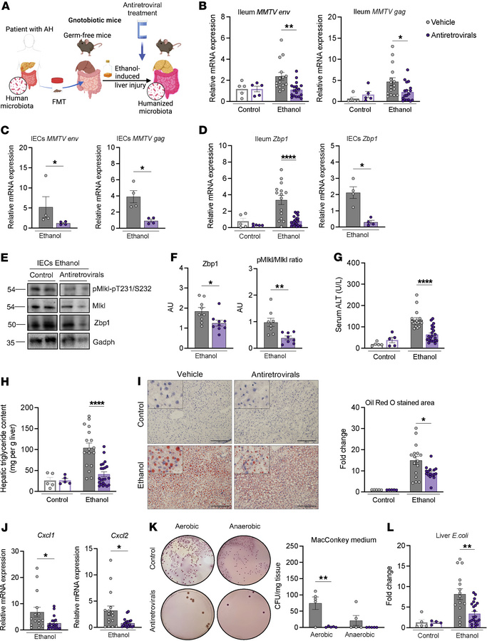 Antiretroviral treatment reduces ethanol-induced intestinal necroptosis ...