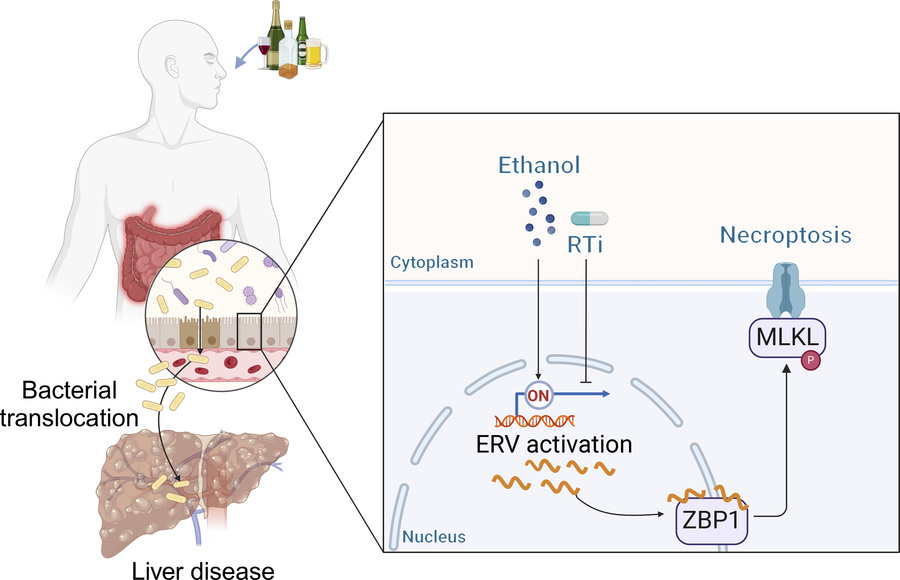 graphical abstract