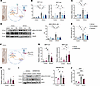 Ethanol-induced necroptosis is reduced by suppressing ERV expression or inh