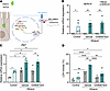 Overexpression of HERV-K induces necroptosis in ethanol-treated intestinal