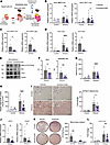 Antiretroviral treatment reduces ethanol-induced intestinal necroptosis and