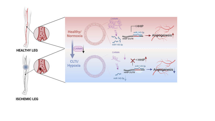 graphical abstract