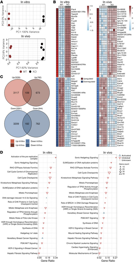 
Carmn promotes angiogenic activity by activating the hedgehog signaling...