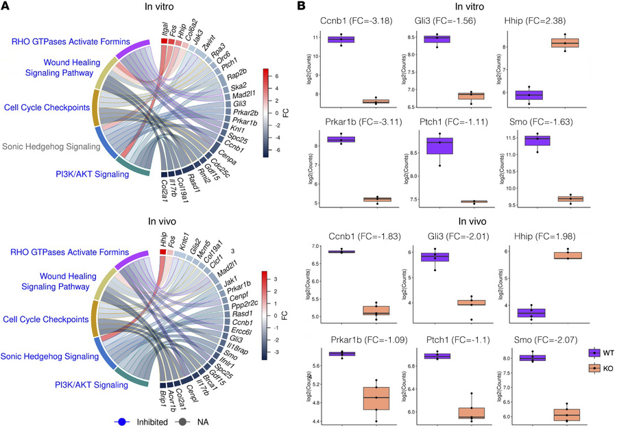 Deficiency of lncRNA CARMN regulates expression of key Hedgehog signalin...