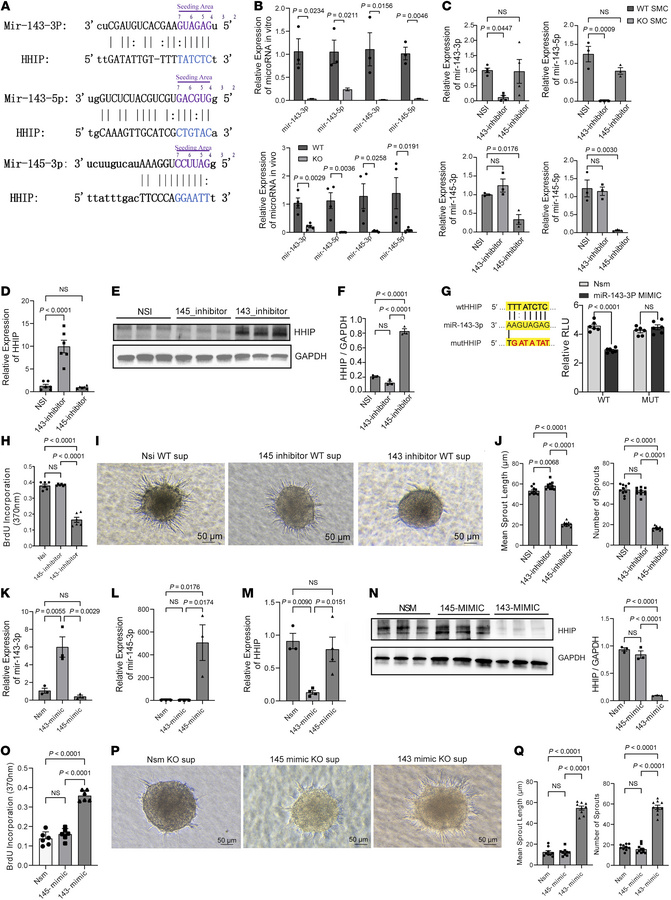 
Carmn can inhibit the expression of Hhip through miR-143-3p signaling.
...